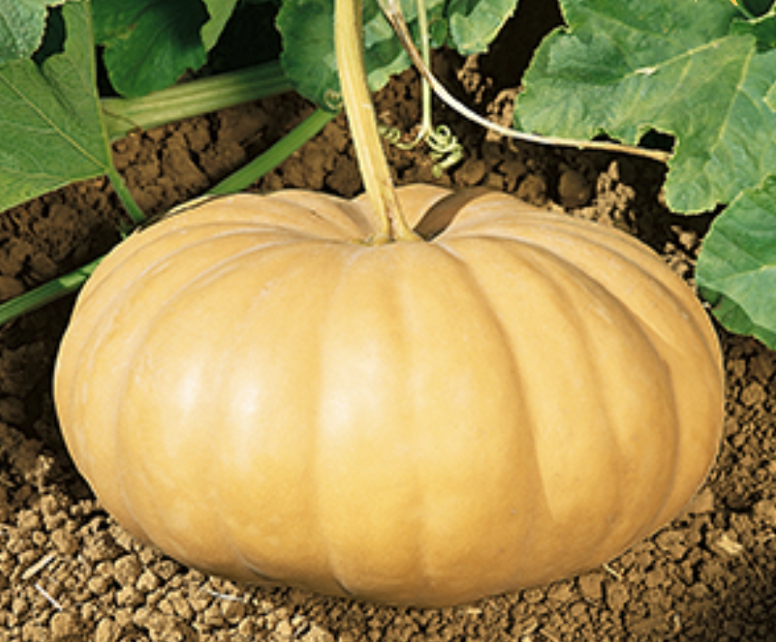 Long Island Cheese, Organic Squash Seeds | Urban Farmer